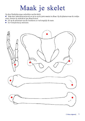 Skelet bouwpakket